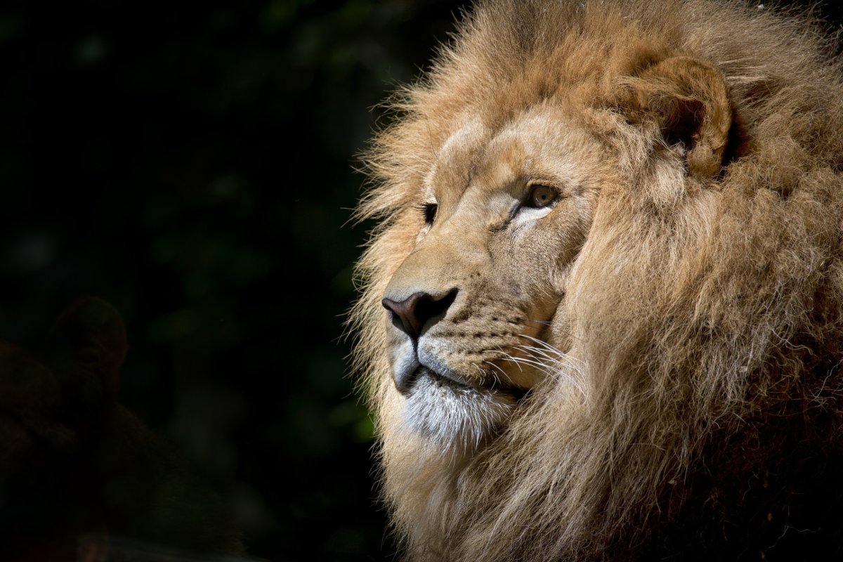 Le lion